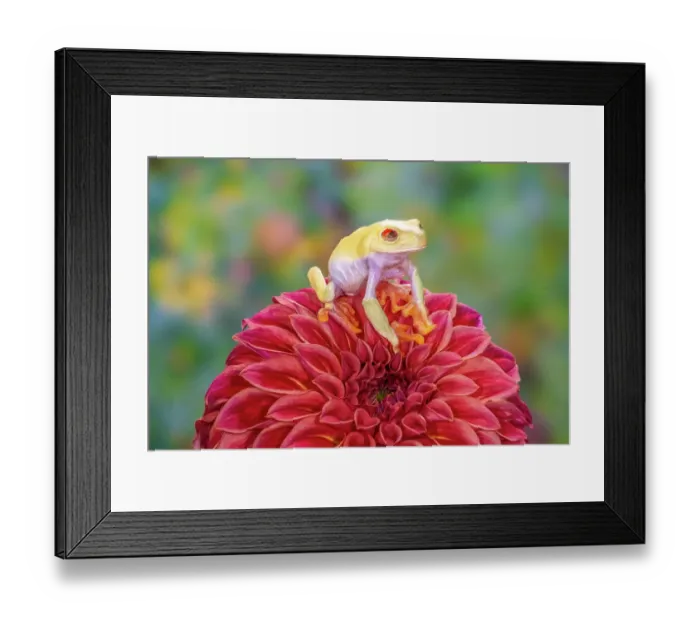 Framed Print : USA, Washington State, Sammamish. Albino red-eyed tree frog Framed Print : USA, Washington State, Sammamish. Albino red-eyed tree frog