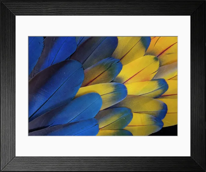 Framed Print : USA, Washington State, Sammamish. Scarlet macaw feathers