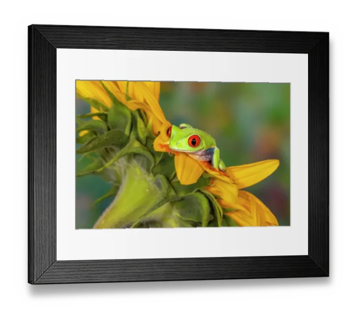 Framed Print : USA, Washington State, Sammamish. Red-eyed green tree frog
