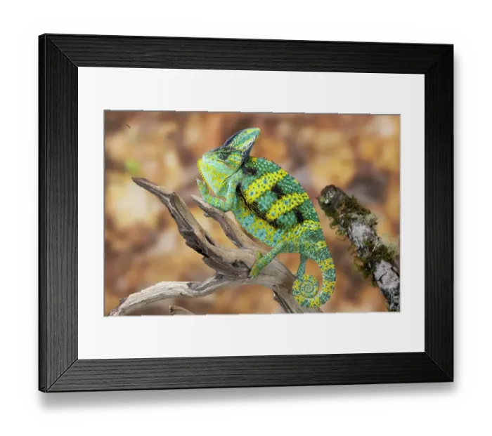 Framed Print : USA, Washington State, Sammamish. Veiled chameleon