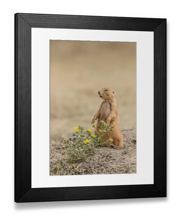 Framed Print : A Black-tailed prairie dog remains alert