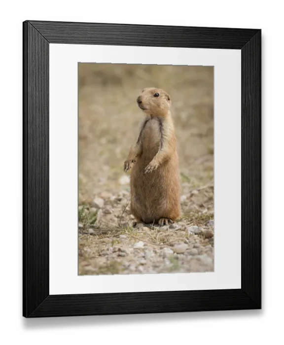 Framed Print : A Black-tailed prairie dog remains alert Framed Print : A Black-tailed prairie dog remains alert