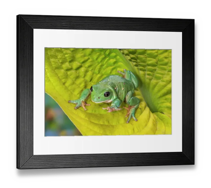 Framed Print : USA, Washington State, Sammamish. Mexican leaf frog