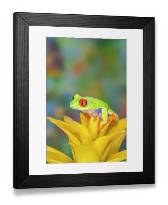 Framed Print : USA, Washington State, Sammamish. Red-eyed tree frog Framed Print : USA, Washington State, Sammamish. Red-eyed tree frog