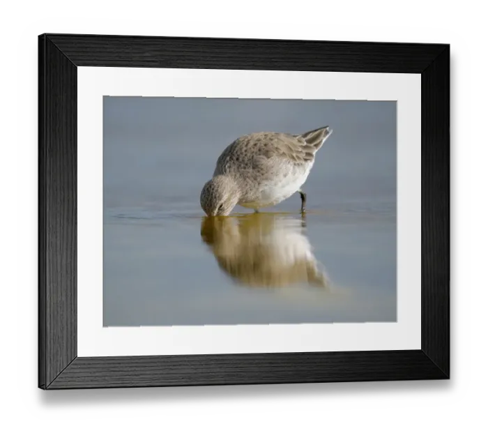 Framed Print : White-rumped sandpiper feeding in a pond. South America, Falkland Islands, Volunteer Point Framed Print : White-rumped sandpiper feeding in a pond. South America, Falkland Islands, Volunteer Point