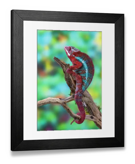 Framed Print : USA, Washington State, Sammamish. Panther chameleon
