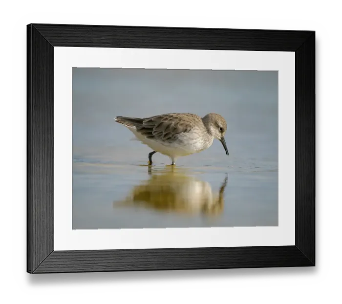 Framed Print : White-rumped sandpiper feeding in a pond. South America, Falkland Islands, Volunteer Point Framed Print : White-rumped sandpiper feeding in a pond. South America, Falkland Islands, Volunteer Point