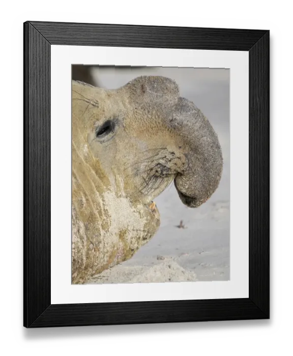 Framed Print : Dominant Bull, aggressive posture, defending its harem. Southern elephant seal during mating and pupping season on a beach on Sea Lion Island. South America, Falkland Islands Framed Print : Dominant Bull, aggressive posture, defending its harem. Southern elephant seal during mating and pupping season on a beach on Sea Lion Island. South America, Falkland Islands