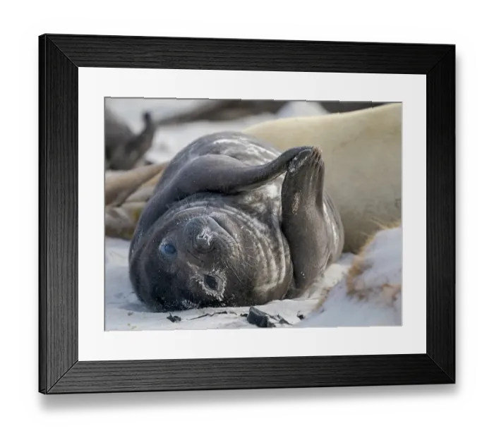 Framed Print : Pup of southern elephant seal during mating and pupping season on a beach on Sea Lion Island. South America, Falkland Islands Framed Print : Pup of southern elephant seal during mating and pupping season on a beach on Sea Lion Island. South America, Falkland Islands
