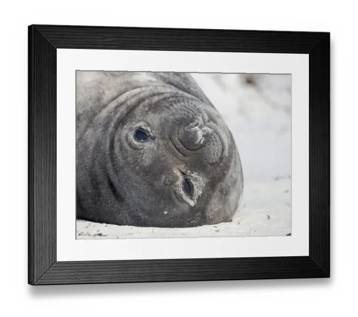 Framed Print : Weaned pup. Southern elephant seal during mating and pupping season on a beach on Sea Lion Island. South America, Falkland Islands