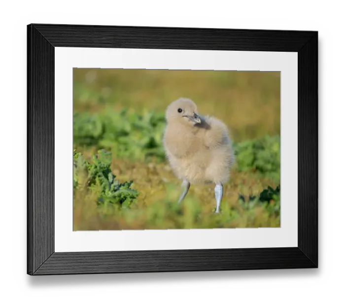 Framed Print : Chick of a Brown Skua or Falkland Skua. Subantarctic, Falkland Islands, Bleaker Island