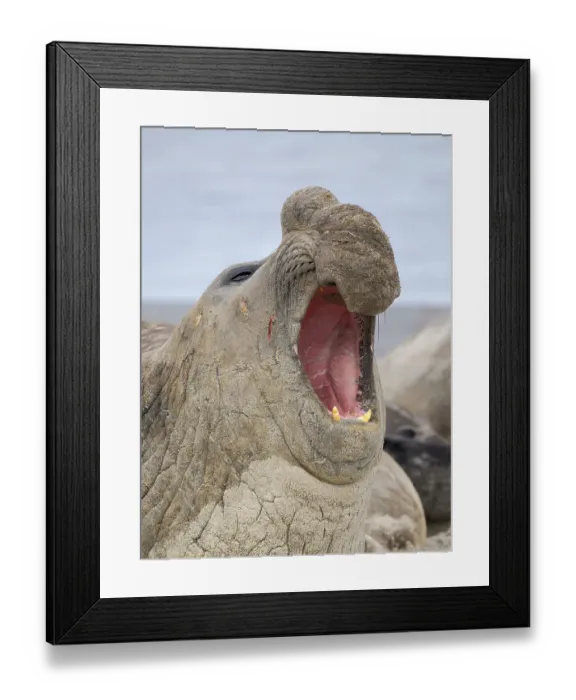 Framed Print : Dominant Bull, aggressive posture, defending its harem. Southern elephant seal during mating and pupping season on a beach on Sea Lion Island. South America, Falkland Islands