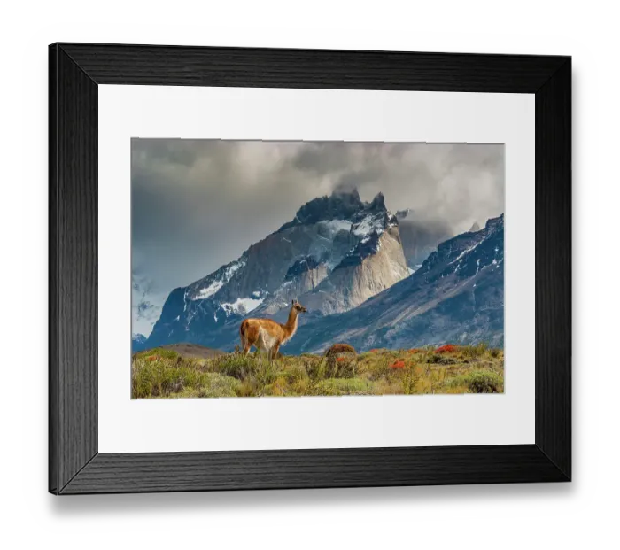 Framed Print : South America, Chile. Guanaco grazing under Cuernos, Torres Del Paine National Park Framed Print : South America, Chile. Guanaco grazing under Cuernos, Torres Del Paine National Park