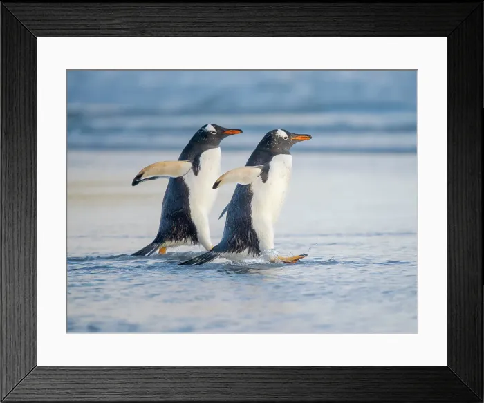 Framed Print : Gentoo Penguin during early morning at the coastline. South America, Falkland Islands, Saunders Island Framed Print : Gentoo Penguin during early morning at the coastline. South America, Falkland Islands, Saunders Island