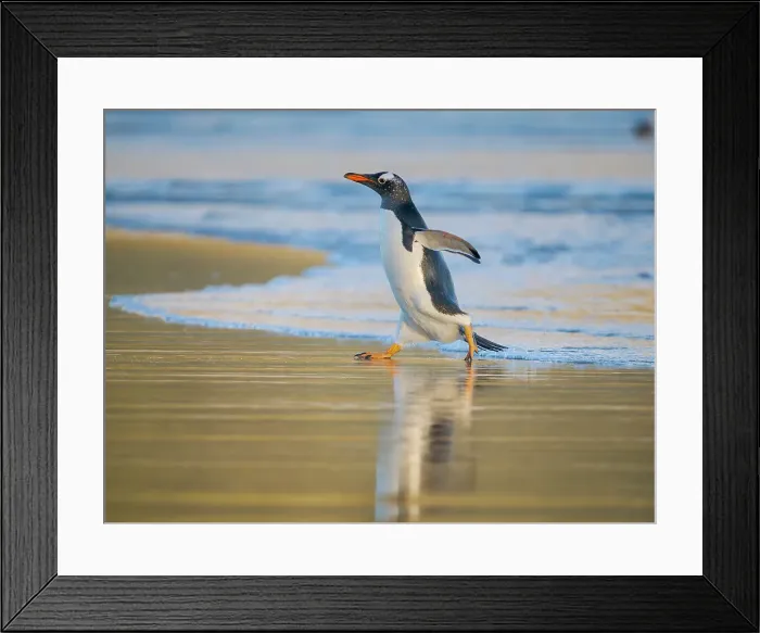 Framed Print : Gentoo Penguin during early morning at the coastline. South America, Falkland Islands, Saunders Island Framed Print : Gentoo Penguin during early morning at the coastline. South America, Falkland Islands, Saunders Island
