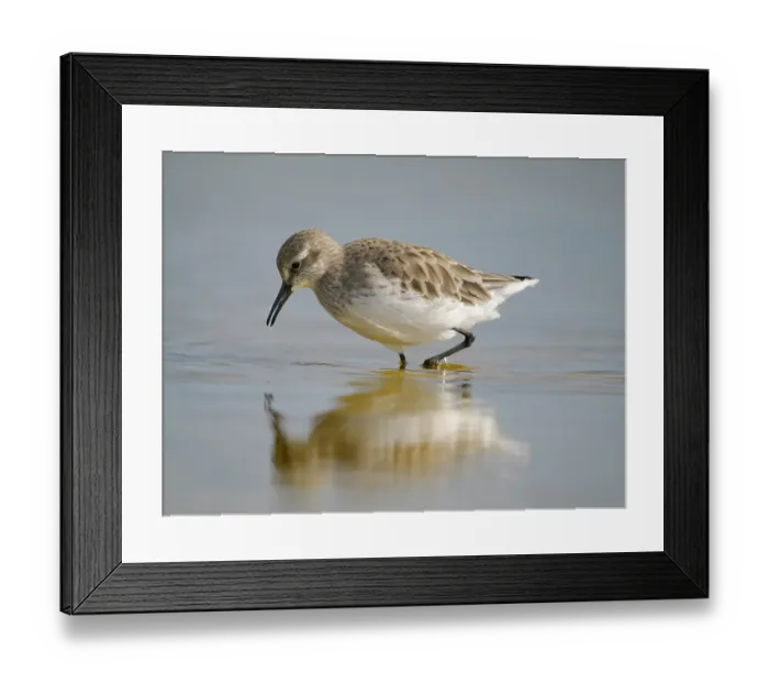 Framed Print : White-rumped sandpiper feeding in a pond. South America, Falkland Islands, Volunteer Point Framed Print : White-rumped sandpiper feeding in a pond. South America, Falkland Islands, Volunteer Point