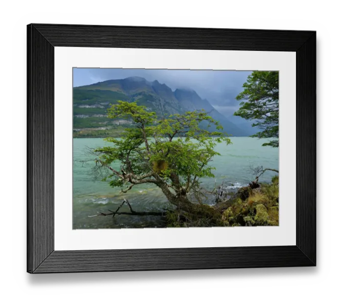 Framed Print : Lago Acigami with lenga beech trees. Landscape in the National Park Tierra del Fuego. South America, Argentina, Patagonia, Tierra del Fuego Framed Print : Lago Acigami with lenga beech trees. Landscape in the National Park Tierra del Fuego. South America, Argentina, Patagonia, Tierra del Fuego