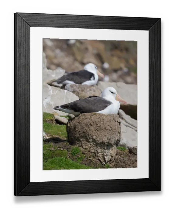 Framed Print : Black-browed Albatross or Mollymawk on typical tower-shaped nest on Saunders Island. South America, Falkland Islands Framed Print : Black-browed Albatross or Mollymawk on typical tower-shaped nest on Saunders Island. South America, Falkland Islands