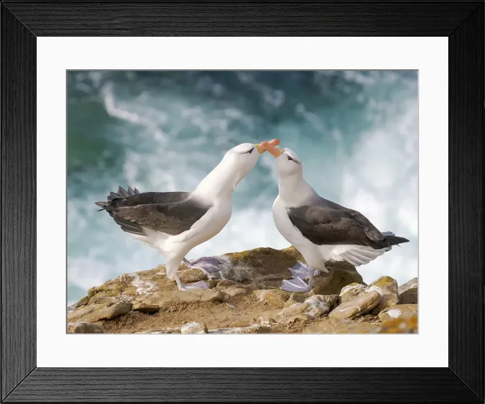 Framed Print : Typical courtship and greeting behavior. Black-browed Albatross or Mollymawk on Saunders Island. South America, Falkland Islands