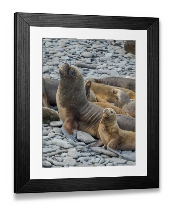 Framed Print : Colony on Bleaker Island. South American Sea Lion. South America, Falkland Islands Framed Print : Colony on Bleaker Island. South American Sea Lion. South America, Falkland Islands