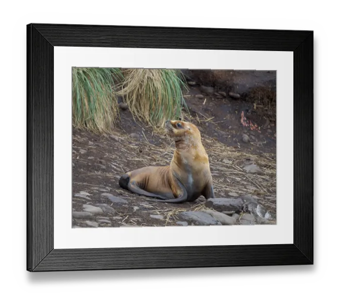 Framed Print : Colony on Bleaker Island. South American Sea Lion. South America, Falkland Islands