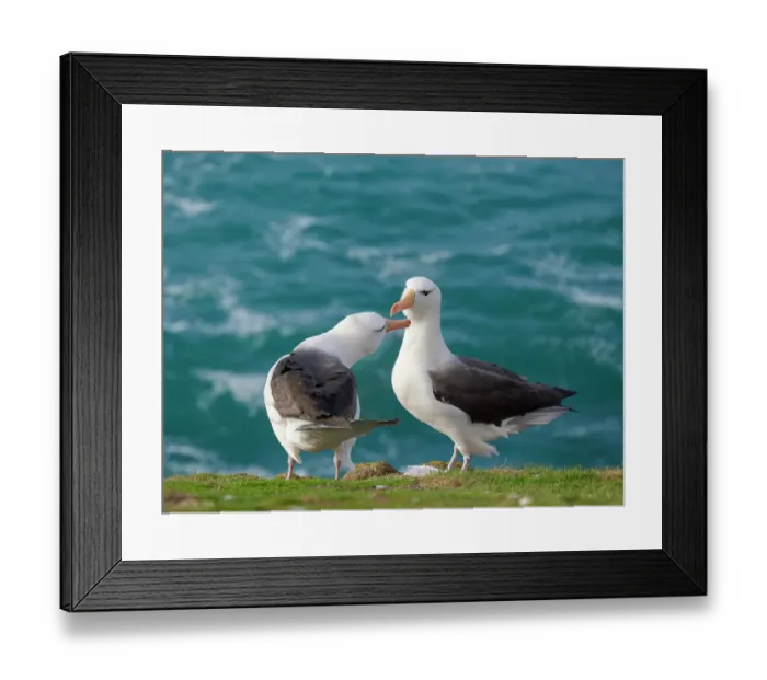 Framed Print : Typical courtship and greeting behavior. Black-browed Albatross or Mollymawk on Saunders Island. South America, Falkland Islands Framed Print : Typical courtship and greeting behavior. Black-browed Albatross or Mollymawk on Saunders Island. South America, Falkland Islands