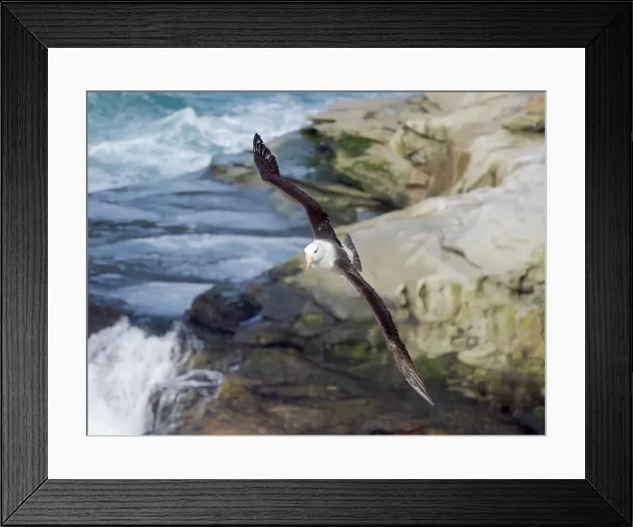 Framed Print : Black-browed Albatross or Mollymawk flying over the cliffs of Saunders Island. South America, Falkland Islands Framed Print : Black-browed Albatross or Mollymawk flying over the cliffs of Saunders Island. South America, Falkland Islands