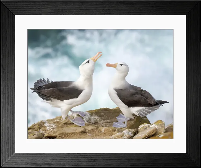 Framed Print : Typical courtship and greeting behavior. Black-browed Albatross or Mollymawk on Saunders Island. South America, Falkland Islands Framed Print : Typical courtship and greeting behavior. Black-browed Albatross or Mollymawk on Saunders Island. South America, Falkland Islands