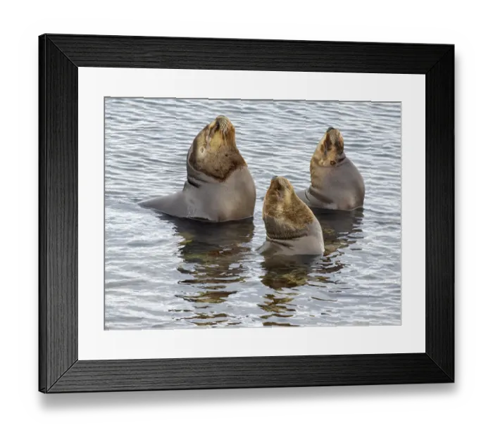 Framed Print : Bull of South American Sea Lion on Bleaker Island. South America, Falkland Islands