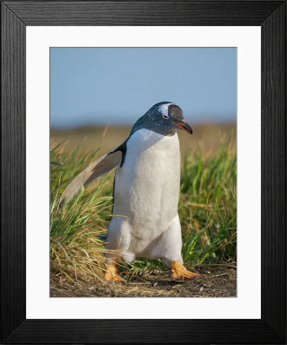 Framed Print : Gentoo Penguin. South America, Falkland Islands, Sea Lion Island Framed Print : Gentoo Penguin. South America, Falkland Islands, Sea Lion Island
