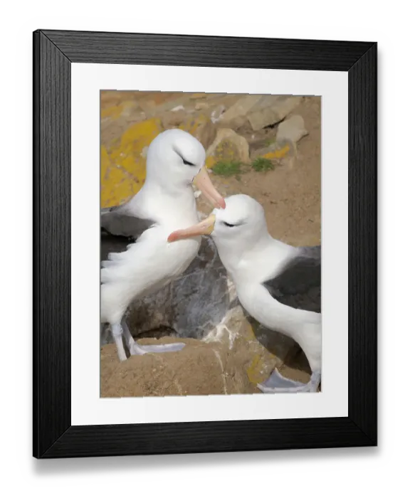 Framed Print : Typical courtship and greeting behavior. Black-browed Albatross or Mollymawk on Saunders Island. South America, Falkland Islands