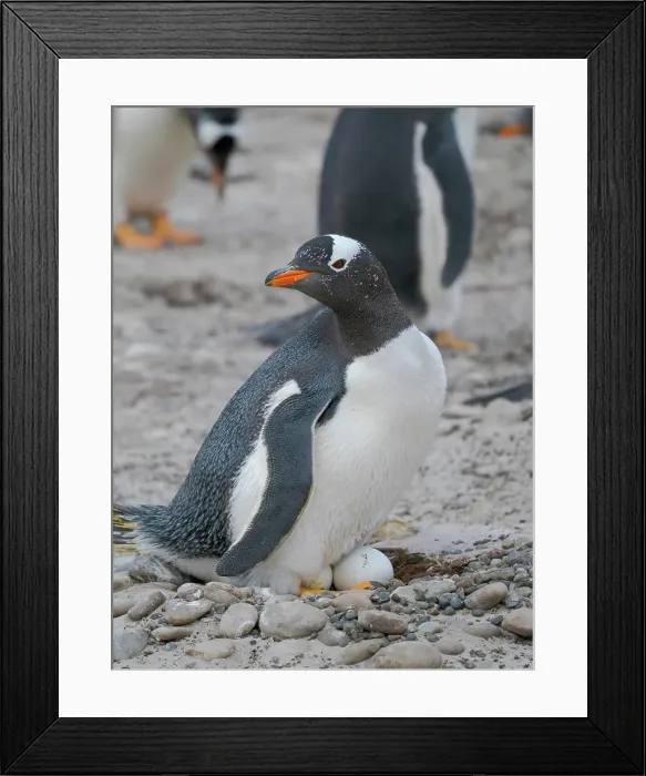 Framed Print : Gentoo Penguin on nest with egg. South America, Falkland Islands, Saunders Island Framed Print : Gentoo Penguin on nest with egg. South America, Falkland Islands, Saunders Island