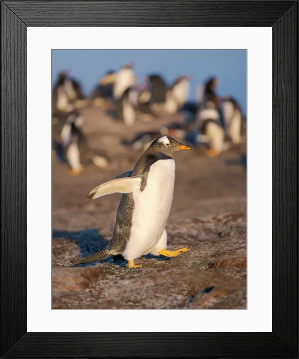 Framed Print : Gentoo Penguin in front of colony. South America, Falkland Islands, Saunders Island Framed Print : Gentoo Penguin in front of colony. South America, Falkland Islands, Saunders Island
