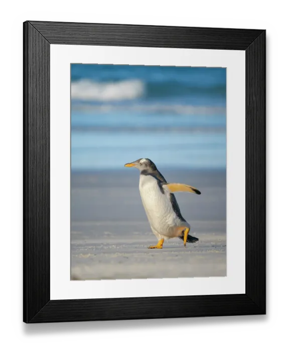 Framed Print : Gentoo Penguin on beach. South America, Falkland Islands, Saunders Island Framed Print : Gentoo Penguin on beach. South America, Falkland Islands, Saunders Island