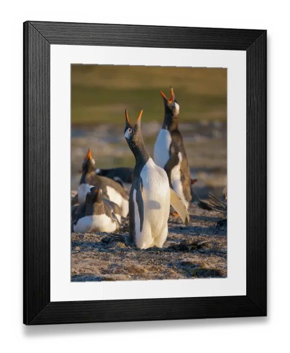 Framed Print : Gentoo Penguin calling. South America, Falkland Islands, Saunders Island Framed Print : Gentoo Penguin calling. South America, Falkland Islands, Saunders Island