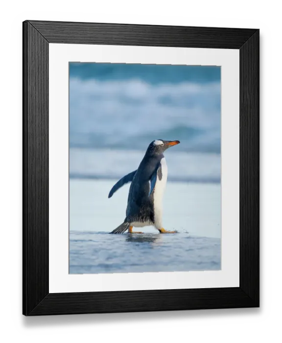 Framed Print : Gentoo Penguin during early morning at the coastline. South America, Falkland Islands, Saunders Island Framed Print : Gentoo Penguin during early morning at the coastline. South America, Falkland Islands, Saunders Island