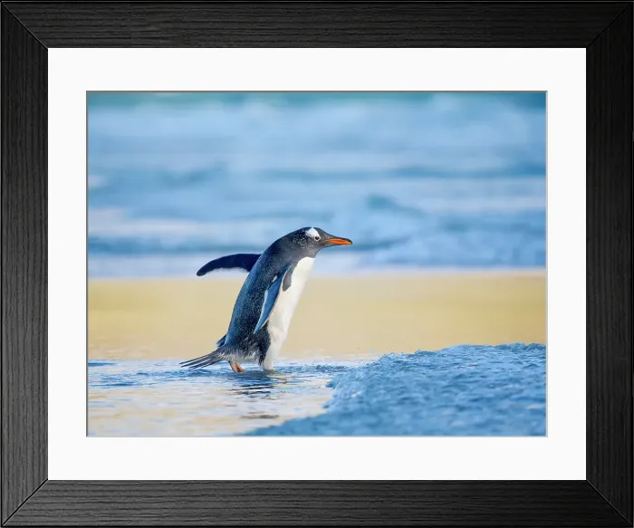 Framed Print : Gentoo Penguin during early morning at the coastline. South America, Falkland Islands, Saunders Island Framed Print : Gentoo Penguin during early morning at the coastline. South America, Falkland Islands, Saunders Island