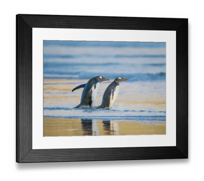 Framed Print : Gentoo Penguin during early morning at the coastline. South America, Falkland Islands, Saunders Island Framed Print : Gentoo Penguin during early morning at the coastline. South America, Falkland Islands, Saunders Island