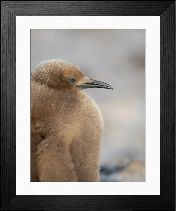 Framed Print : King Penguin (Aptenodytes patagonicus), half grown chick on beach of Saunders Island. South America, Falkland Islands