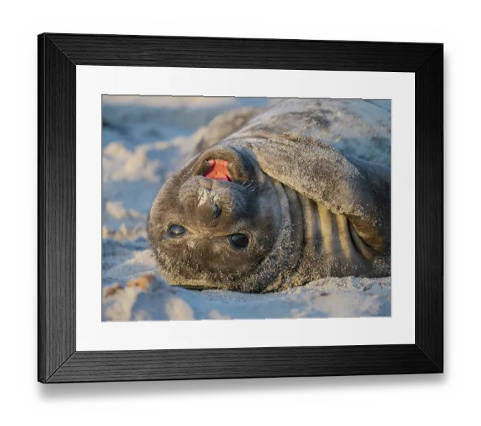Framed Print : Pup of southern elephant seal during mating season on beach of Sea Lion Island. South America, Falkland Islands Framed Print : Pup of southern elephant seal during mating season on beach of Sea Lion Island. South America, Falkland Islands