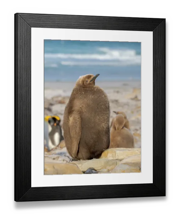 Framed Print : King Penguin (Aptenodytes patagonicus), half grown chick on beach of Saunders Island. South America, Falkland Islands Framed Print : King Penguin (Aptenodytes patagonicus), half grown chick on beach of Saunders Island. South America, Falkland Islands
