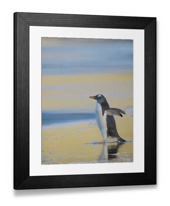 Framed Print : Gentoo Penguin during early morning at the coastline. South America, Falkland Islands, Saunders Island Framed Print : Gentoo Penguin during early morning at the coastline. South America, Falkland Islands, Saunders Island