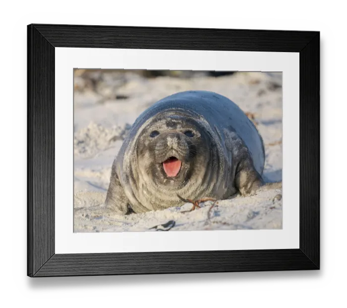 Framed Print : Weaned pup of southern elephant seal during mating season on beach of Sea Lion Island. South America, Falkland Islands Framed Print : Weaned pup of southern elephant seal during mating season on beach of Sea Lion Island. South America, Falkland Islands