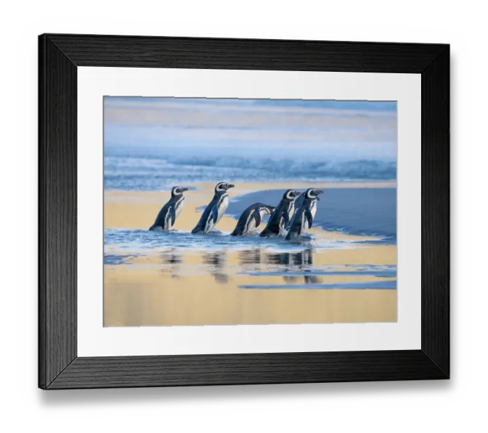 Framed Print : Magellanic Penguin (Spheniscus magellanicus) walking to the sea during early morning at sunrise. South America, Falkland Islands, Saunders Island, spring