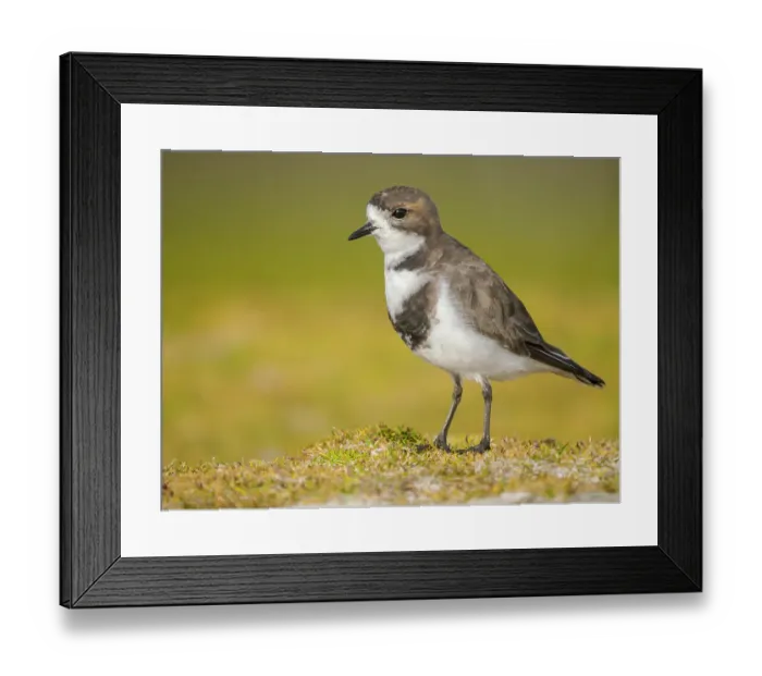 Framed Print : Two-banded plover on the coast at Volunteer Point. South America, Falkland Islands, East Falkland Framed Print : Two-banded plover on the coast at Volunteer Point. South America, Falkland Islands, East Falkland