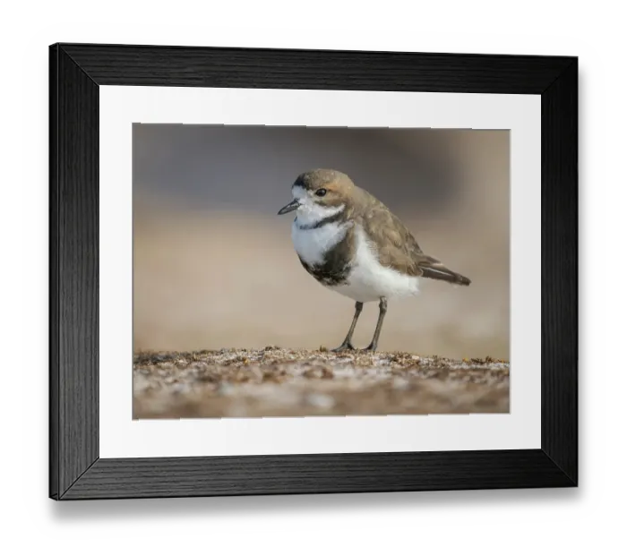 Framed Print : Two-banded plover on the coast at Volunteer Point. South America, Falkland Islands, East Falkland Framed Print : Two-banded plover on the coast at Volunteer Point. South America, Falkland Islands, East Falkland