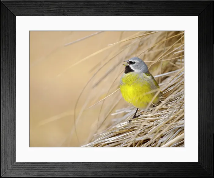Framed Print : Male White-bridled finch (canary-winged finch, black-throated finch) in typical Tussock Grass on Sea Lion Island. South America, Falkland Islands Framed Print : Male White-bridled finch (canary-winged finch, black-throated finch) in typical Tussock Grass on Sea Lion Island. South America, Falkland Islands