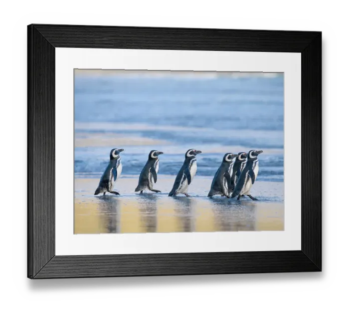 Framed Print : Magellanic Penguin (Spheniscus magellanicus) walking to the sea during early morning at sunrise. South America, Falkland Islands, Saunders Island, spring