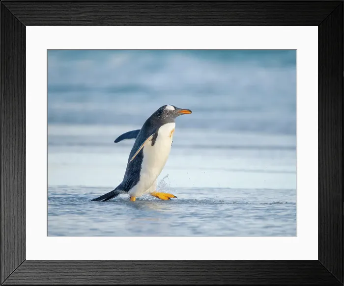 Framed Print : Gentoo Penguin during early morning at the coastline. South America, Falkland Islands, Saunders Island Framed Print : Gentoo Penguin during early morning at the coastline. South America, Falkland Islands, Saunders Island