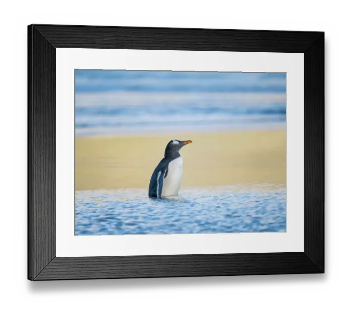 Framed Print : Gentoo Penguin during early morning at the coastline. South America, Falkland Islands, Saunders Island Framed Print : Gentoo Penguin during early morning at the coastline. South America, Falkland Islands, Saunders Island